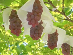 上郡町の名産・特産品10選を紹介！人気のグルメ＆観光スポットも